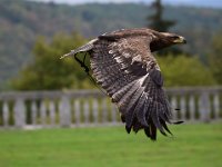 Steinadler 113